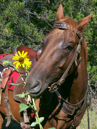 Flowers for you