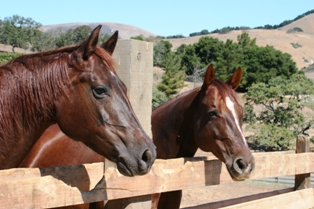 Horses at the Fence