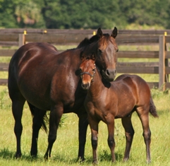 Mare and Foal